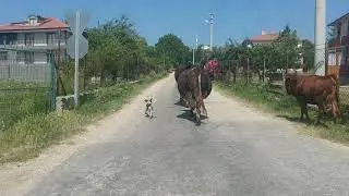 Bolu Beypiliç Hatıra Ormanı, Yuva Köyü, Çaydurt Çayı