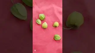 Have you tasted it?? Wild Cape Gooseberry#nature#shorts#garden#wildlife#flowers