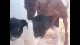 little dogs in exitation (petits chiots en chaleur)