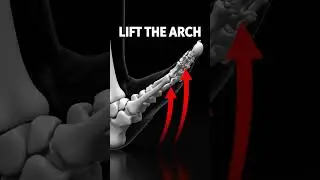 Activate Foot Arch   Bone Focused Control #goldenagehealth #seniorhealth #anatomy  #afterage60