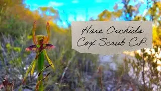 Cox Scrub South Australia - Hare and Midge Orchids in the Sand Dunes April 2025