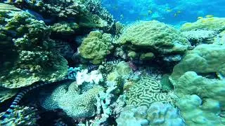 2 days diving in Cabilao Island at Cabilao Sanctuary Dive Resort