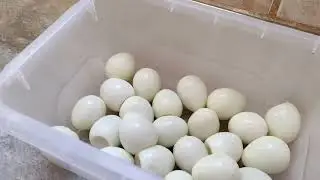 LUCRE COM CONSERVA DE OVOS DE CODORNA $$ RENDA EXTRA!!
