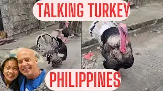 Can you Talk Turkey? 🇵🇭 #philippines #shorts