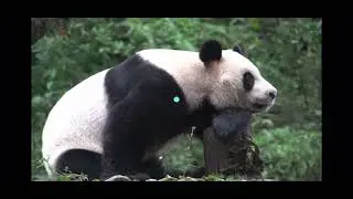 Animal Europe