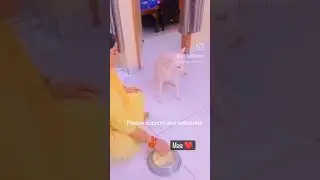 #animals #animalsofinstagram #cuteanimals #buzzfeedanimals #loveanimals #puppy  #lovepets  #dog