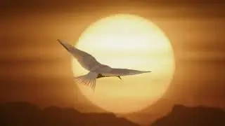 Fred. Olsen Cruise Lines TV Advert