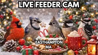 LIVE FEEDER CAM &ndash; Christmas Eve at the Feeders 🎄 Easthampton, MA