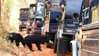 A Sloth bear family at the Yala national park !