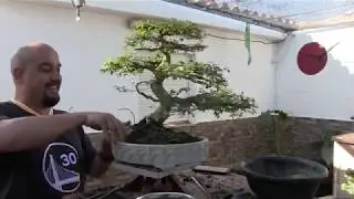Olmo manco a su maceta definitiva