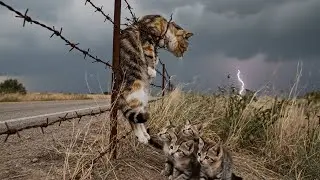 Rescuing a cat trapped on barbed wire fence.