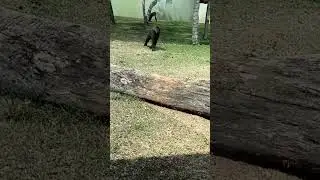 #funnymemes #viral #jungle #animals #cartoon #animation #funny #ytstudio #youtube #vlog #vlogs