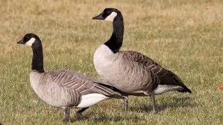 Cackling goose vs Canada goose comparison