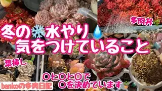 【多肉日記#351】冬の❄️水やり🌿🚿タイミングは❓〇と〇と〇を見て水の〇を決めています💧