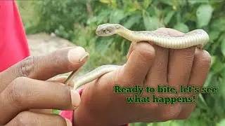 Checkered Keelback water snake 🐍 #rescue by #snake #library #Team in #phusro #Bokaro #jharkhand