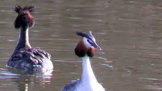 Поганки.Пришла весна.Ententaucher. Der Fr&uuml;hling ist gekommen.Ducks Grebes. Spring has come.