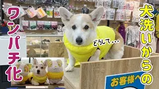 犬洗いに来たはずがワンパチになったコーギー