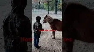 Home Safe Horses #vlog #horse #new #nature #jesus #kids #christmas #shorts
