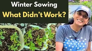 Winter Sowing Success & Failures: My Honest Review (Tips for FREE Perennials!)