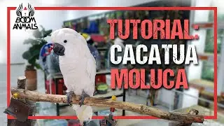 Tutorial: Cacatua Moluca
