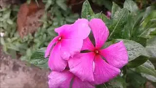 Catharanthus roseus/rosy periwinkle/sadaufuli