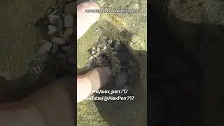 Turtle,actinia,crabs Черепахи,актинии,крабы