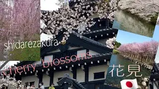 Niigata joetsu Takada park / Aomori hirosaki castle and Shidarezakura