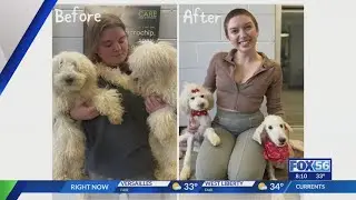 4 poodles rescued from first Lexington animal cruelty case of 2026