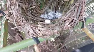 tonton terus kisah anak dan induk bubut awal sampai akir
