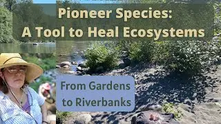 Using Pioneer Species in Permaculture Design: Riparian Examples