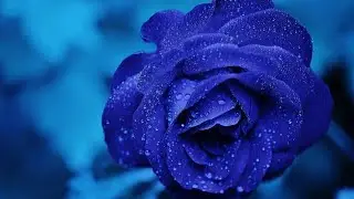 Healing Thai Spa Music for Mind Body Soul - The Bird's Song - Music for Relaxation & Stress Relief