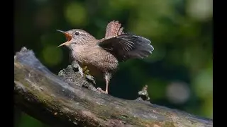 Scricciolo (Troglodytes troglodytes)