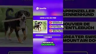 &iquest;Adivinas la raza del perro  &iexcl;El Braco Alem&aacute;n te sorprender&aacute;! @realsociedadcaninadeespana525