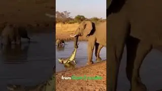 Baby Elephant in Deadly Danger - Watch Mom Charge a Giant Crocodile | Viral 2026