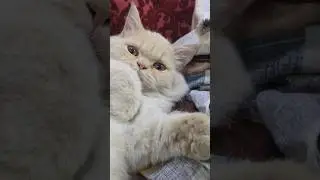 Момент с котенком 🐈🐱❤️🐾 #кот #смешно #шорты
