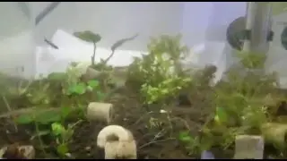05 04 2016 El KELYCAM despu&eacute;s de quitarle coco cueva y piedra pez