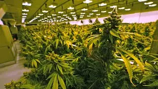 Virginia House committee kills bill to speed marijuana sales