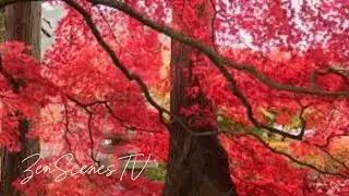 Red Leaves in the Wind 🍁 | Relaxing Fall Ambient Nature Video