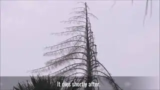 TREE THAT DIES AFTER FLOWERING, TALIPOT PALM