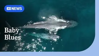 Baby blue whale numbers peak at just the right time off WA coast | ABC NEWS