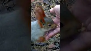 eat food small animal, best video full hd