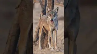 Unseen Mammals of Kadbanwadi | Indian Grey Wolf, Hyena & More.