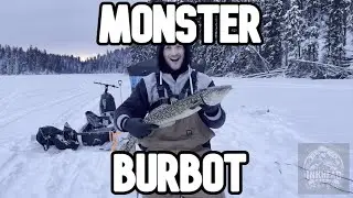 NYD BURBOT FISH | BC's INTERIOR ANGLING | INKHEADFISHING