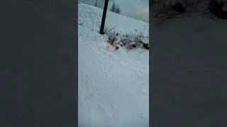 Взрыв !!! Петарды P8000 под поездом!