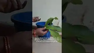 Ghar me lagaye 