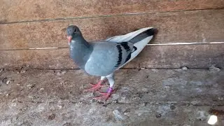 It a galambos video fiuk lanyok Meg galamb ki engedes 🦅