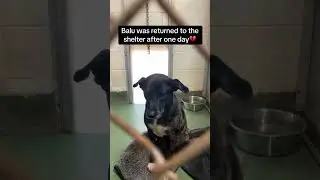 Huntley, IL. She thought she found her forever&hellip; but after just one day, she was returned. 💔