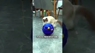 😻How To Leave Your Cat Home Alone