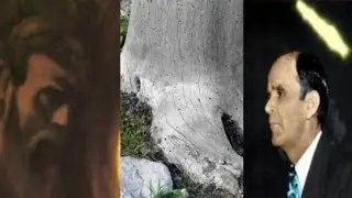 A RESTAURA&Ccedil;&Atilde;O DA &Aacute;RVORE NOIVA