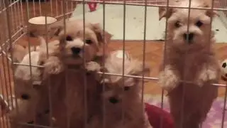 Щенки голдаста. Золотой йорк. Golddust york puppy.
